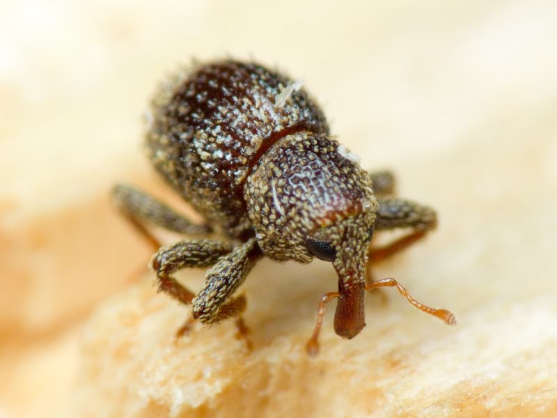 Acalles (Acalles) echinatus (Germar, 1824)